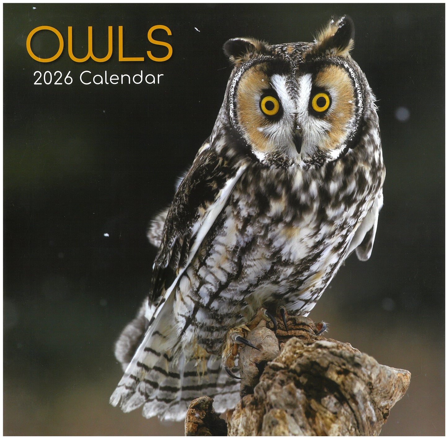 2026 Wall Calendar - Owls
