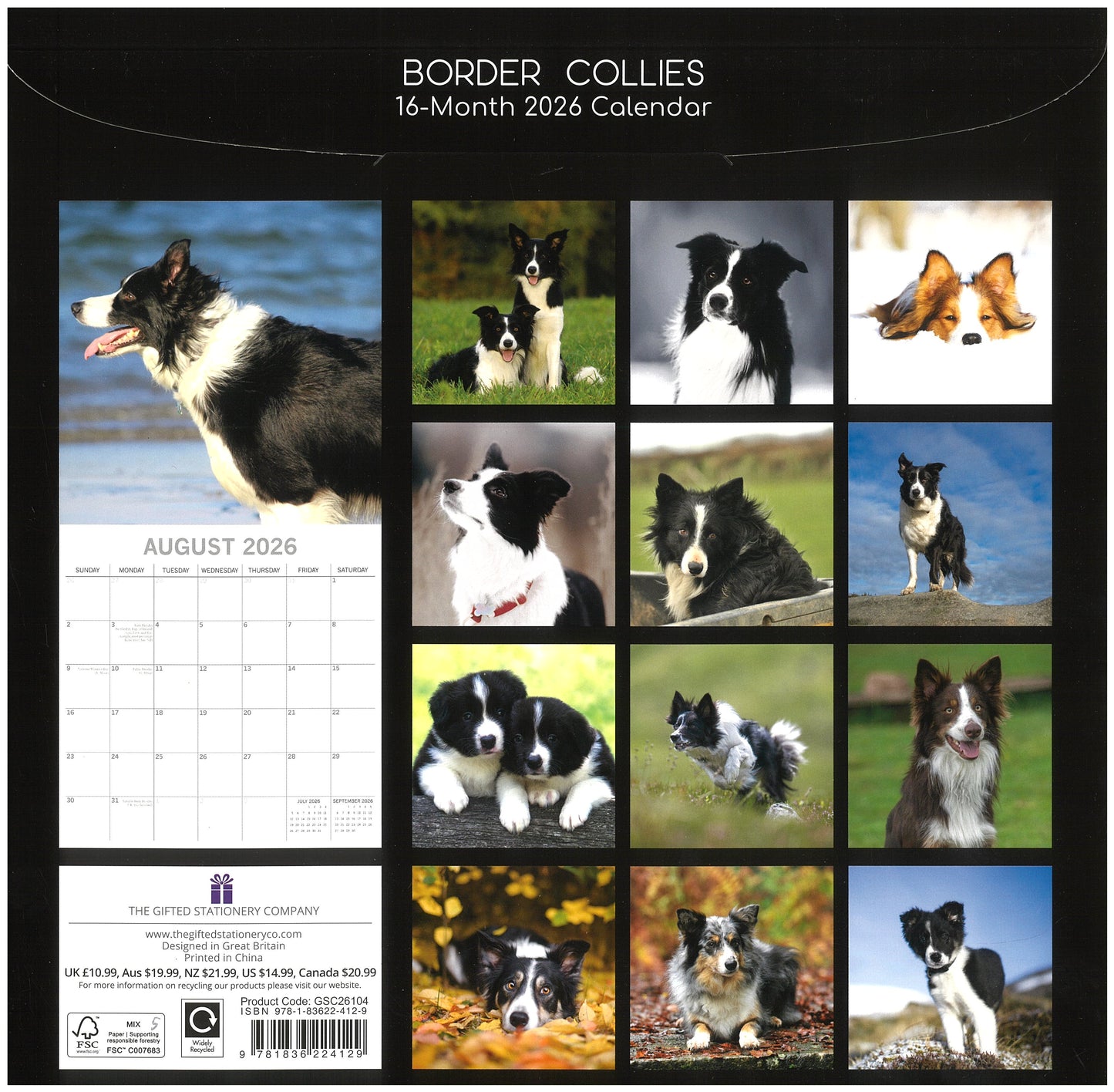 2026 Wall Calendar - Border Collies
