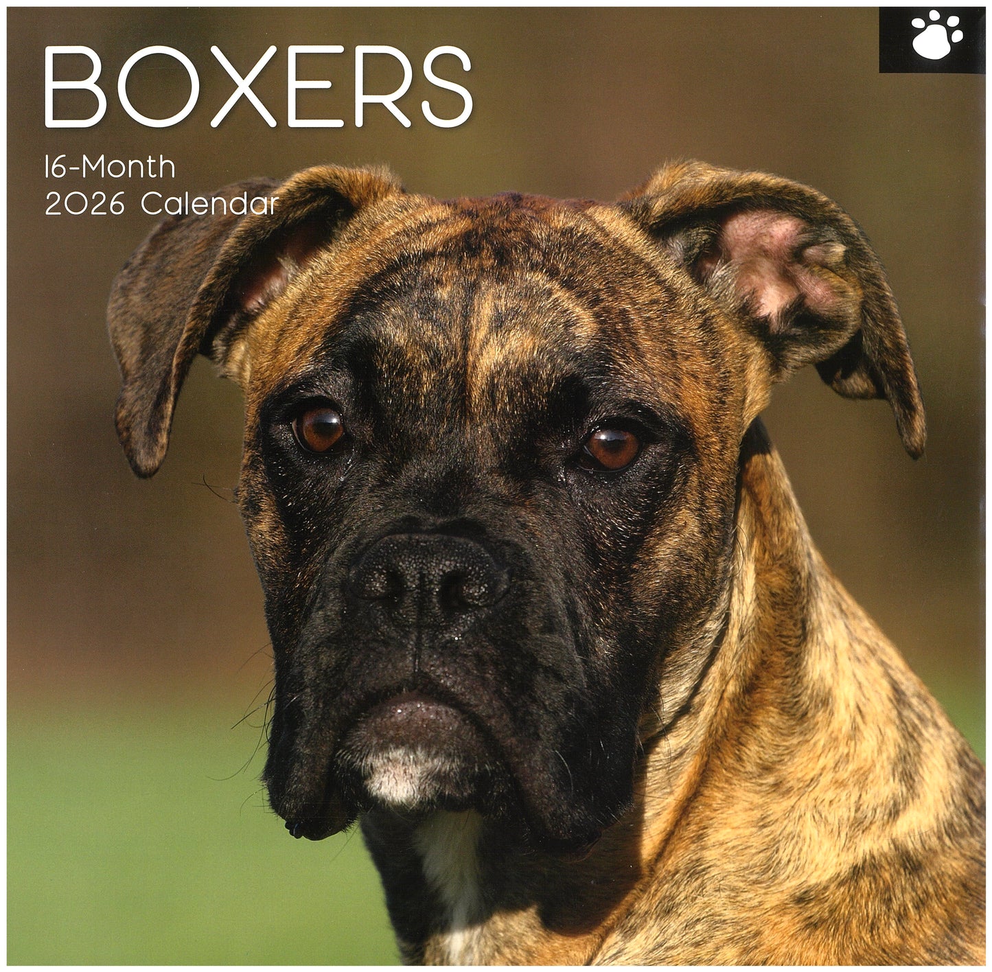 2026 Wall Calendar - Boxers