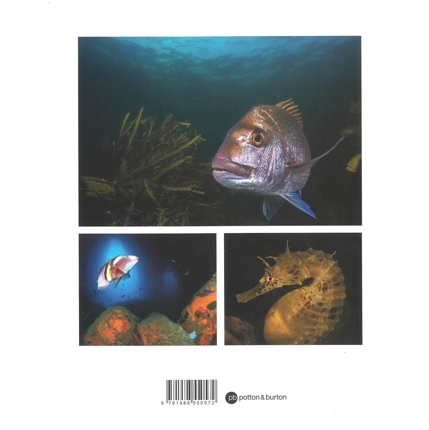 Fishes of Aotearoa New Zealand