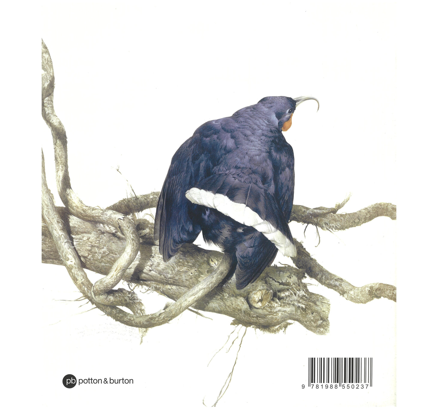 Ray Ching: New Zealand Bird Paintings