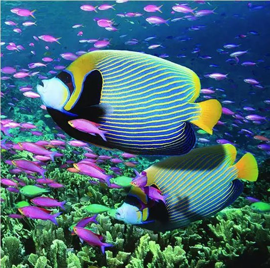 Diamond Art Fishes