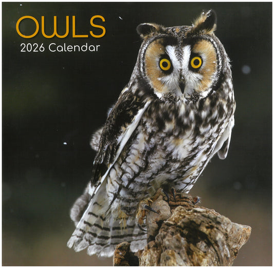 2026 Wall Calendar - Owls