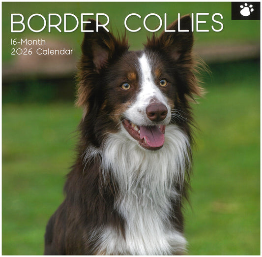 2026 Wall Calendar - Border Collies