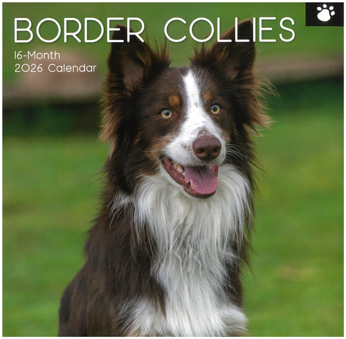 2026 Wall Calendar - Border Collies