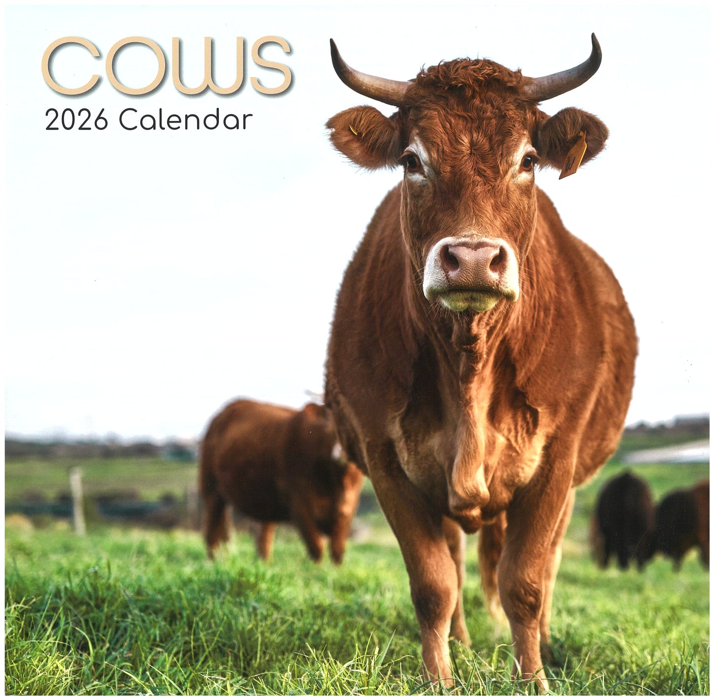 2026 Wall Calendar - Cows