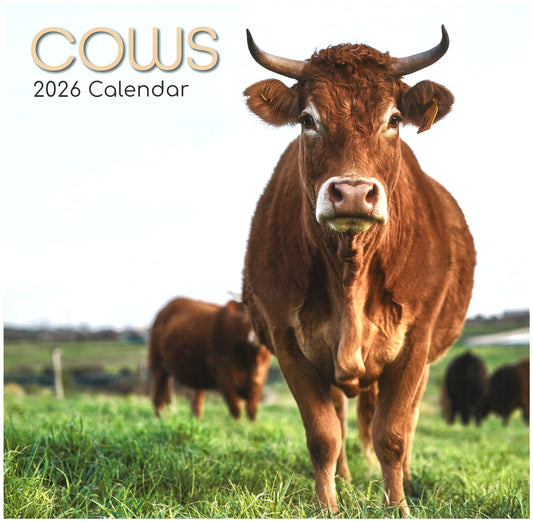 2026 Wall Calendar - Cows