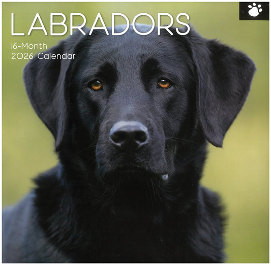 2026 Wall Calendar - Labradors