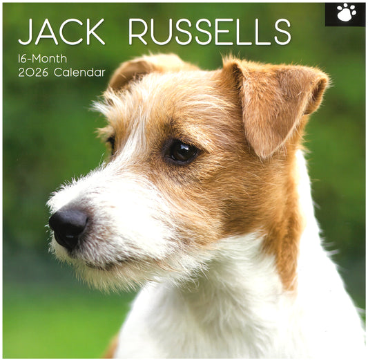 2026 Wall Calendar - Jack Russells