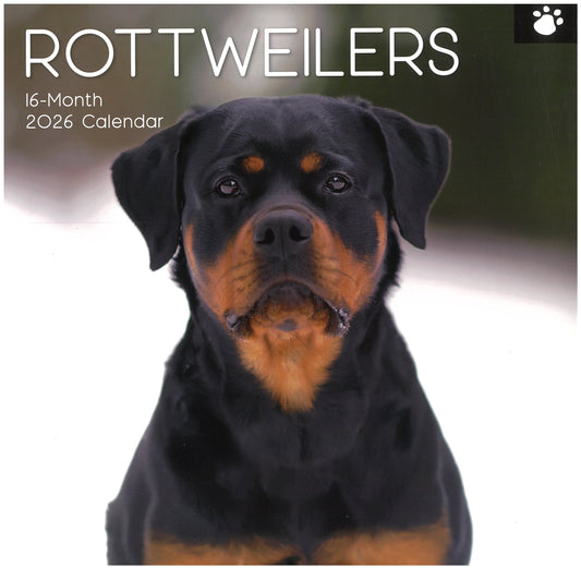 2026 Wall Calendar - Rottweilers