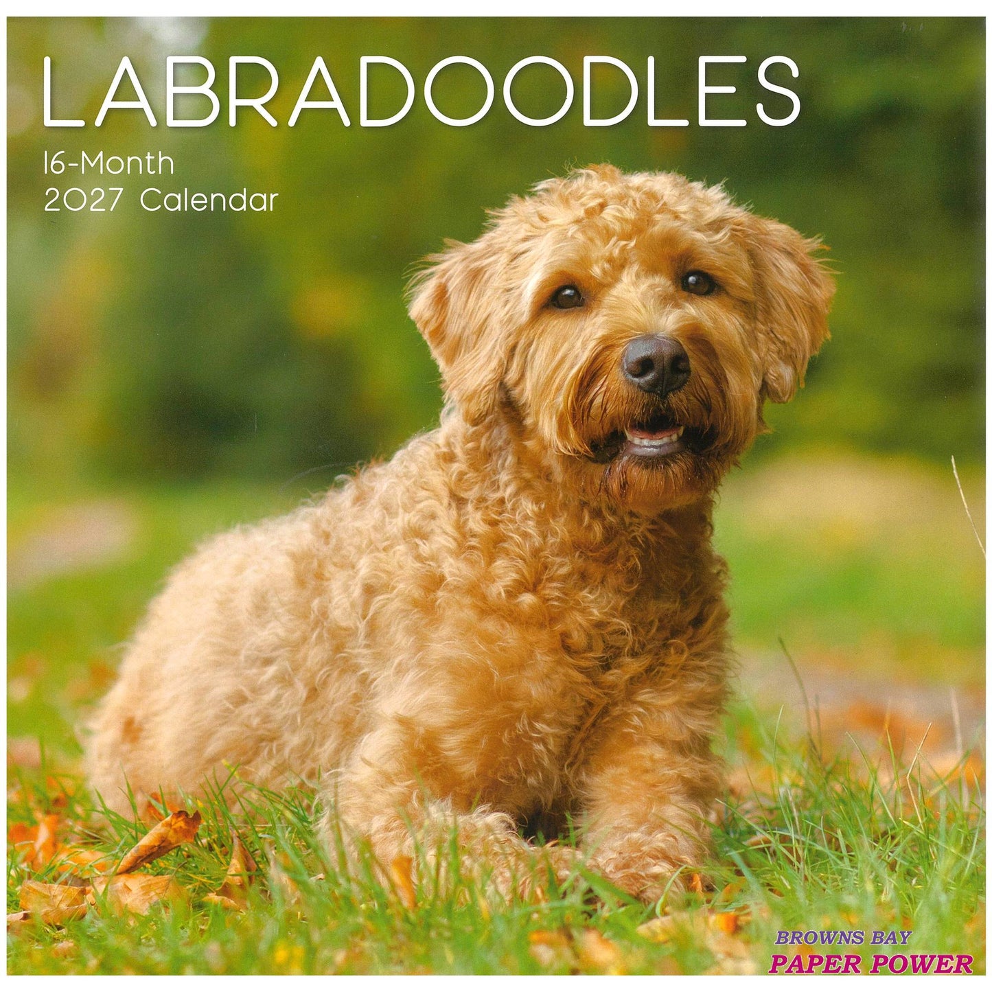 2027 Wall Calendar - Labradoodles