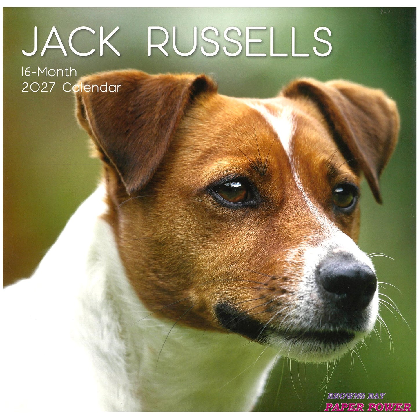 2027 Wall Calendar - Jack Russells
