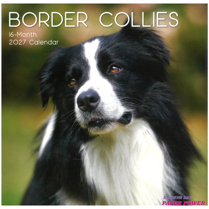 2027 Wall Calendar - Border Collies