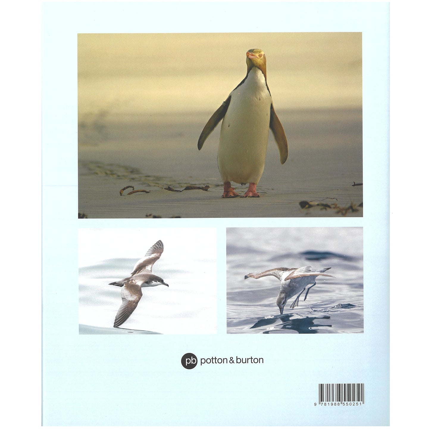 New Zealand Seabirds